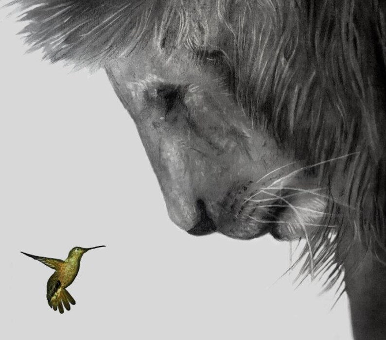  Lion and HummingBird pencil drawing Print Original drawing Etsy