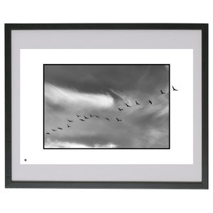 Libertà II. Czarno-biały wydruk fotograficzny. Fotografia przyrodnicza migracji żurawi.