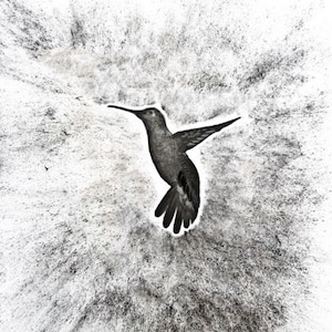 Impresión de dibujo a lápiz de colibrí, impresión de dibujo original, lápiz y pájaro carbón, Colibrá blanco y negro, impresión altamente detallada