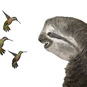 Impresión de dibujo a lápiz de perezosos y colibríes, impresión de dibujo original, dibujo de animales muy detallado
