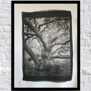 The golden Branch. Platinum Palladium Photo Print.