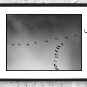 Libertà I. Czarno-biały wydruk fotograficzny. Fotografia przyrodnicza migracji żurawi.