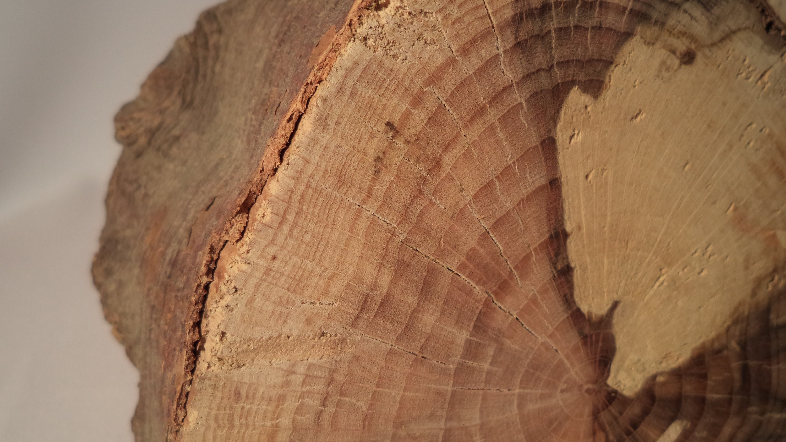 Old Hornbeam Wood Stumpweathered Wood Stumphornbeam Etsy