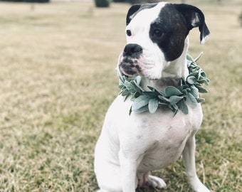 Lambs ear flower collar - greenery dog collar - wedding dog flower crown - Pet flower girl floral collar