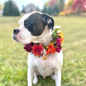 Herbst Hundehalsband - orange Hundeblumenhalsband - Haustier Blumenhalsband - weißer Kiefer Feiertagskranz