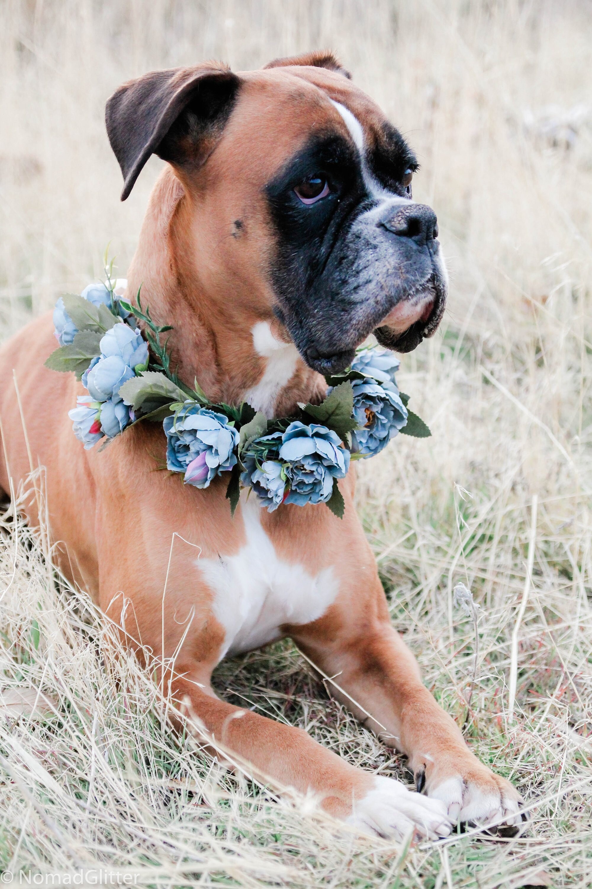 Dog flower necklace clearance
