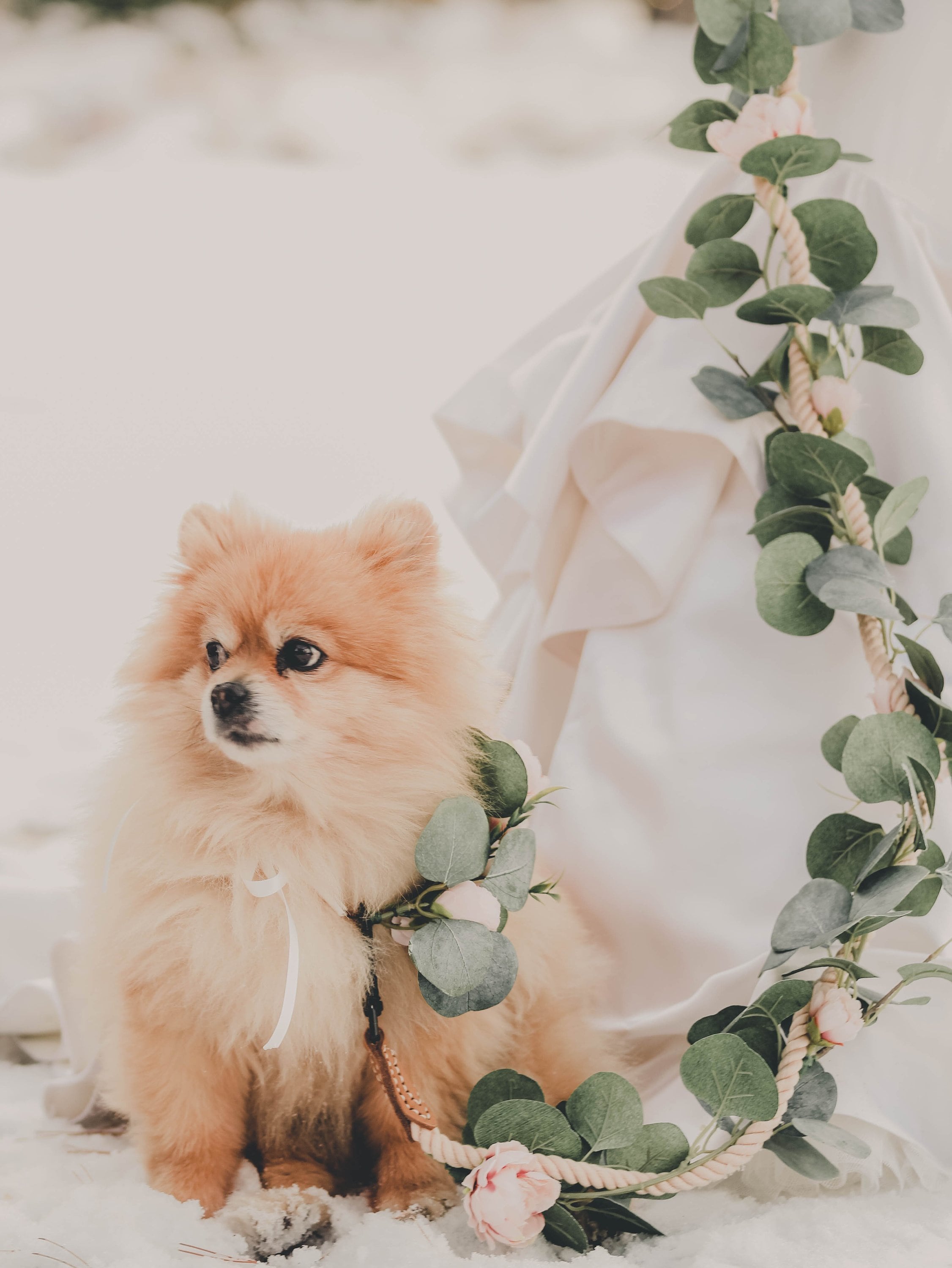 Dog wedding on sale collar and leash