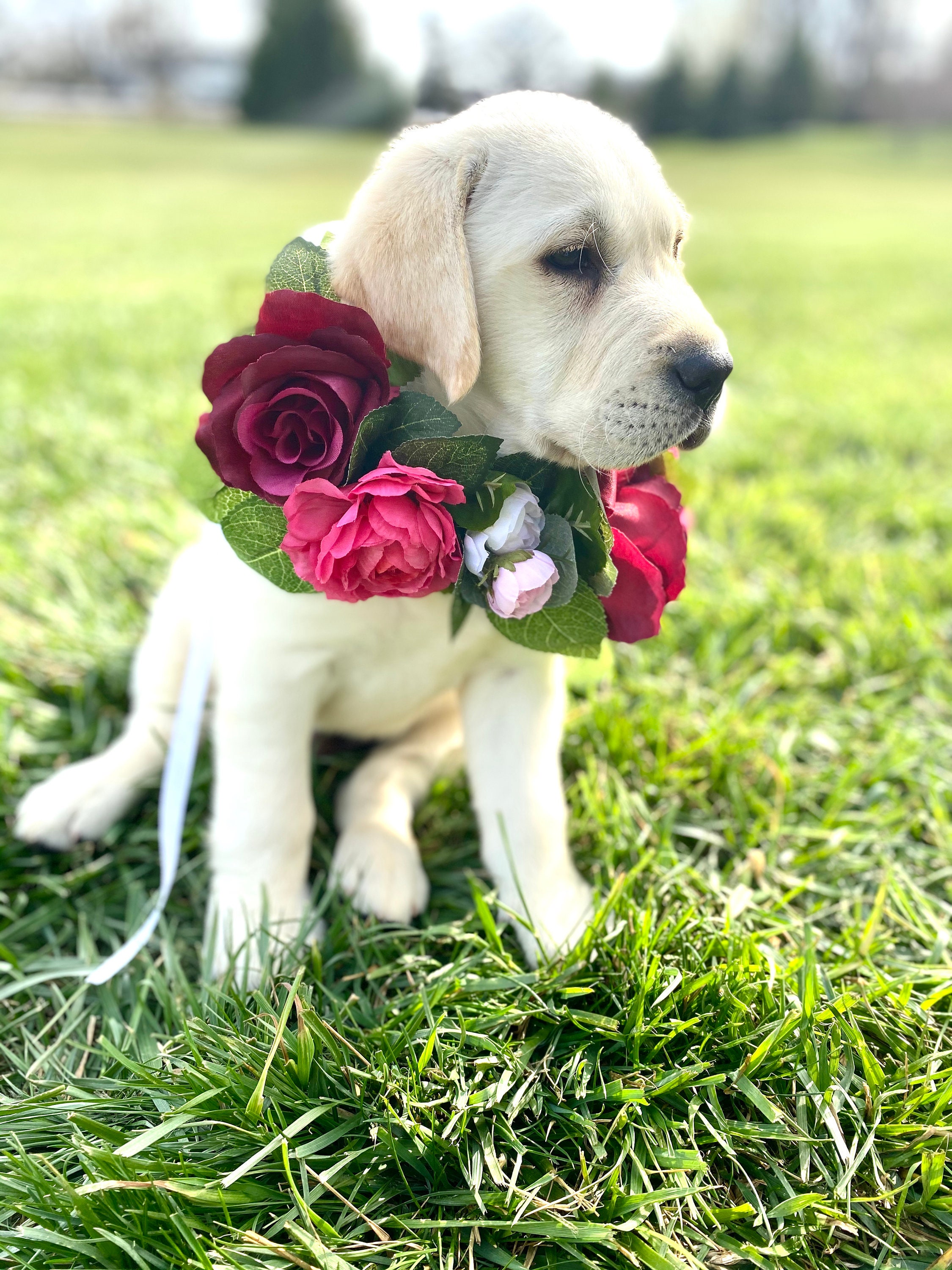 Burgundy Blush Dog Flower Crown Dog Wedding Flower Collar Large Rose Dog Floral Collar Etsy Canada