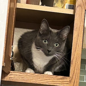 Tablero de Agravación, Edición Económica, Cedro (CDE-4), Cuatro Jugadores imagen 5