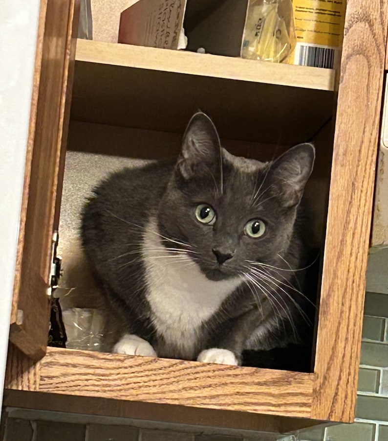 Tablero de Agravación, Edición Económica, Cedro (CDE-4), Cuatro Jugadores imagen 5