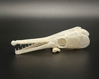 Download Gar Fish Etsy
