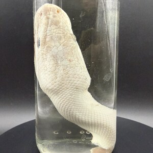 Ball Python Head Wet Specimen
