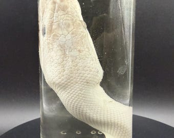 Ball Python Head Wet Specimen