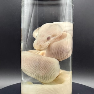 Ball Python Wet Specimen