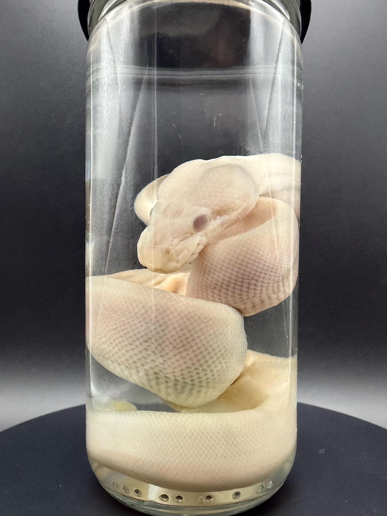 Peut inclure: Un sp&eacute;cimen de serpent p&acirc;le, blanc cass&eacute;, conserv&eacute; et enroul&eacute; &agrave; l'int&eacute;rieur d'un bocal en verre cylindrique transparent rempli de liquide. Le serpent pr&eacute;sente des &eacute;cailles visibles et une forme de t&ecirc;te distincte, positionn&eacute; verticalement.