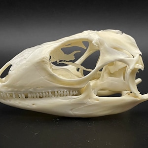 Green iguana skull 3 inches