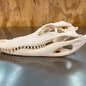 Alligator skull 10”-11”