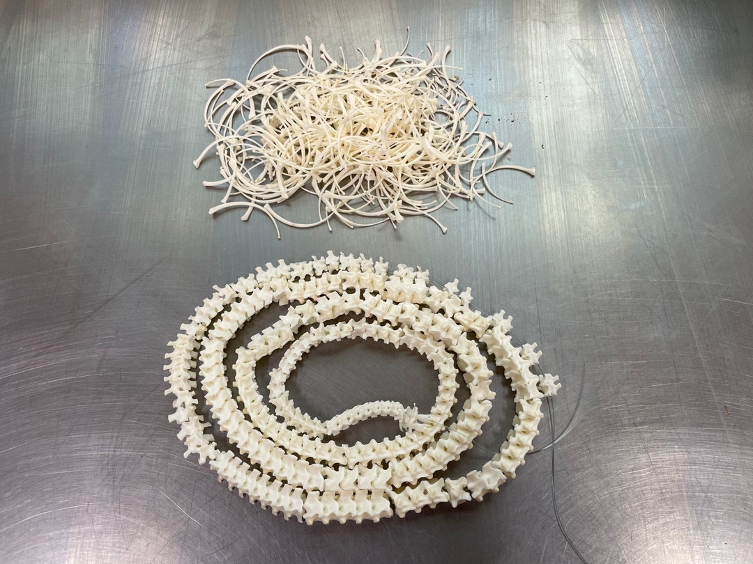 Snake Vertebrae and Ribs 47” Ball Python - Etsy