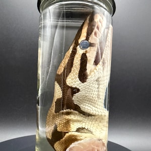Ball Python Head Wet Specimen