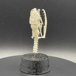 Peut inclure: Un cr&acirc;ne de serpent blanc cass&eacute;, mont&eacute; sur une base cylindrique gris fonc&eacute;. Le cr&acirc;ne pr&eacute;sente une structure osseuse d&eacute;taill&eacute;e et des dents, mettant en valeur la forme naturelle du reptile. La colonne vert&eacute;brale s'&eacute;tend vers le bas, ajoutant &agrave; l'affichage anatomique.