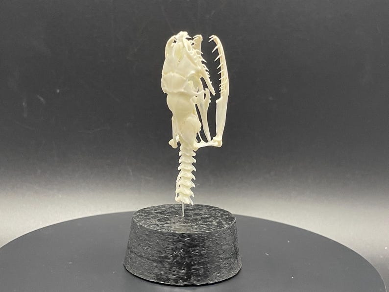 Peut inclure: Un cr&acirc;ne de serpent blanc cass&eacute;, mont&eacute; sur une base cylindrique gris fonc&eacute;. Le cr&acirc;ne pr&eacute;sente une structure osseuse d&eacute;taill&eacute;e et des dents, mettant en valeur la forme naturelle du reptile. La colonne vert&eacute;brale s'&eacute;tend vers le bas, ajoutant &agrave; l'affichage anatomique.