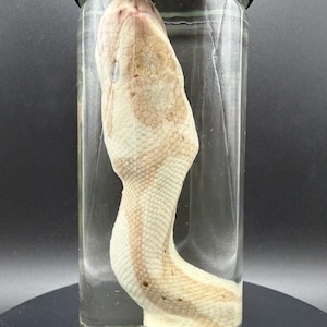 Ball Python Head Wet Specimen