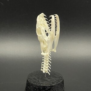 Peut inclure: Un cr&acirc;ne de serpent blanc cass&eacute;, montrant la structure d&eacute;taill&eacute;e de la m&acirc;choire et des dents. Le cr&acirc;ne est mont&eacute; sur une base noire, sur fond sombre, soulignant les d&eacute;tails squelettiques. La colonne vert&eacute;brale est &eacute;galement visible.