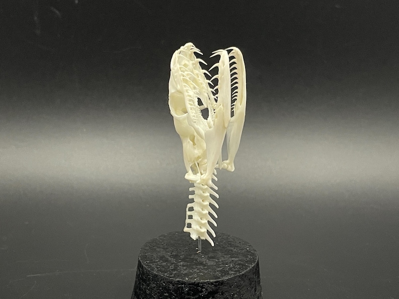 Peut inclure: Un cr&acirc;ne de serpent blanc cass&eacute;, montrant la structure d&eacute;taill&eacute;e de la m&acirc;choire et des dents. Le cr&acirc;ne est mont&eacute; sur une base noire, sur fond sombre, soulignant les d&eacute;tails squelettiques. La colonne vert&eacute;brale est &eacute;galement visible.