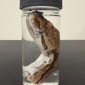 Ball Python Head Wet Specimen