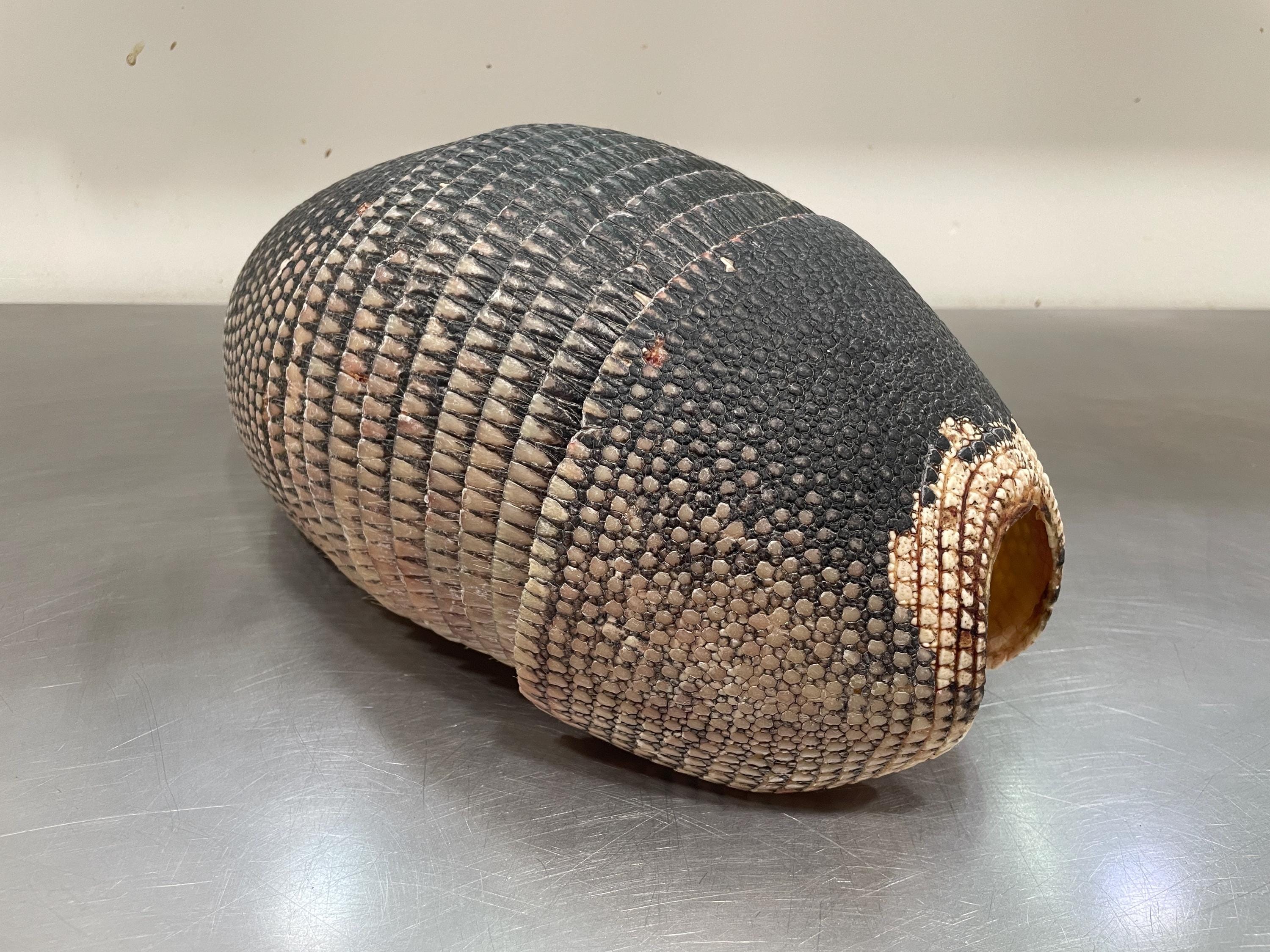 Armadillo Shell
