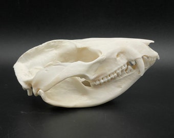 Opossum skull