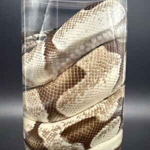 K&ouml;nnte beinhalten: Eine konservierte Schlange, die sich in einem durchsichtigen Glasgef&auml;&szlig; windet. Die Schuppen der Schlange weisen ein Muster aus Creme-, Braun- und Beiget&ouml;nen auf. Das Gef&auml;&szlig; ist zylindrisch, und die Schlange f&uuml;llt den Raum und zeigt ihre detaillierte Hautstruktur.