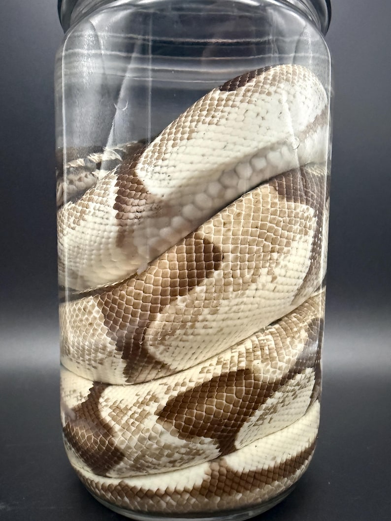 K&ouml;nnte beinhalten: Eine konservierte Schlange, die sich in einem durchsichtigen Glasgef&auml;&szlig; windet. Die Schuppen der Schlange weisen ein Muster aus Creme-, Braun- und Beiget&ouml;nen auf. Das Gef&auml;&szlig; ist zylindrisch, und die Schlange f&uuml;llt den Raum und zeigt ihre detaillierte Hautstruktur.