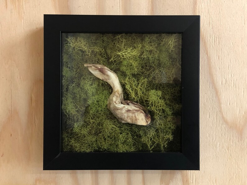Alligator phallus display