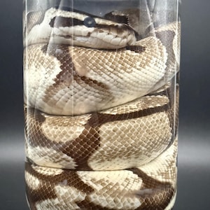 May include: A ball python coiled inside a clear glass jar. The snake has a pattern of light brown and dark brown markings. The snake's head is visible, with dark eyes and a light-colored stripe running down its head.