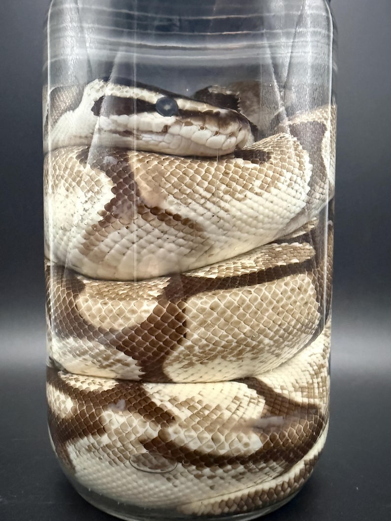 K&ouml;nnte beinhalten: Eine K&ouml;nigspython, die sich in einem durchsichtigen Glasgef&auml;&szlig; windet. Die Schlange hat ein Muster aus hellbraunen und dunkelbraunen Markierungen. Der Kopf der Schlange ist sichtbar, mit dunklen Augen und einem hellen Streifen auf dem Kopf.