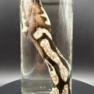 Ball Python Head Wet Specimen