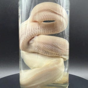 Peut inclure: Un sp&eacute;cimen de serpent de couleur cr&egrave;me p&acirc;le conserv&eacute; dans un bocal en verre cylindrique transparent rempli de liquide. Le serpent est enroul&eacute; &eacute;troitement &agrave; l'int&eacute;rieur du r&eacute;cipient, montrant des &eacute;cailles visibles et une texture lisse.