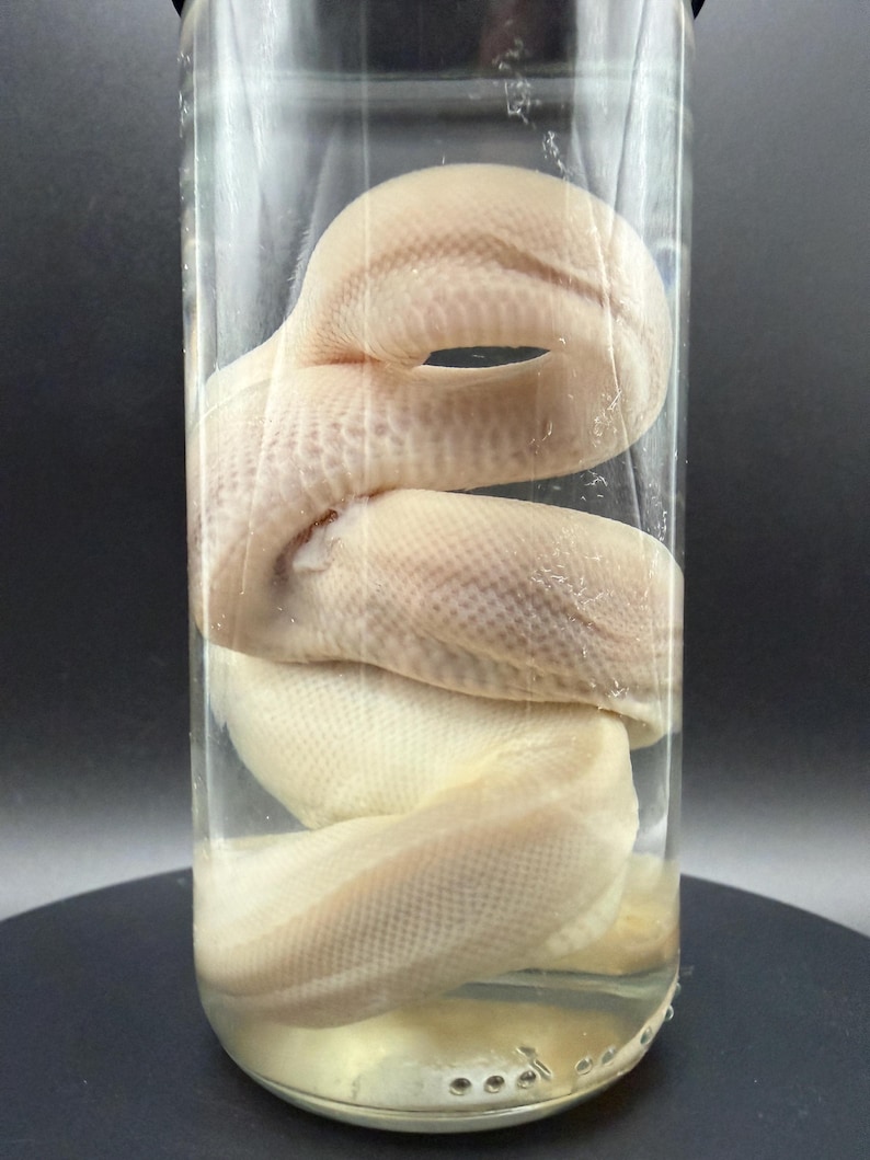 Peut inclure: Un sp&eacute;cimen de serpent de couleur cr&egrave;me p&acirc;le conserv&eacute; dans un bocal en verre cylindrique transparent rempli de liquide. Le serpent est enroul&eacute; &eacute;troitement &agrave; l'int&eacute;rieur du r&eacute;cipient, montrant des &eacute;cailles visibles et une texture lisse.