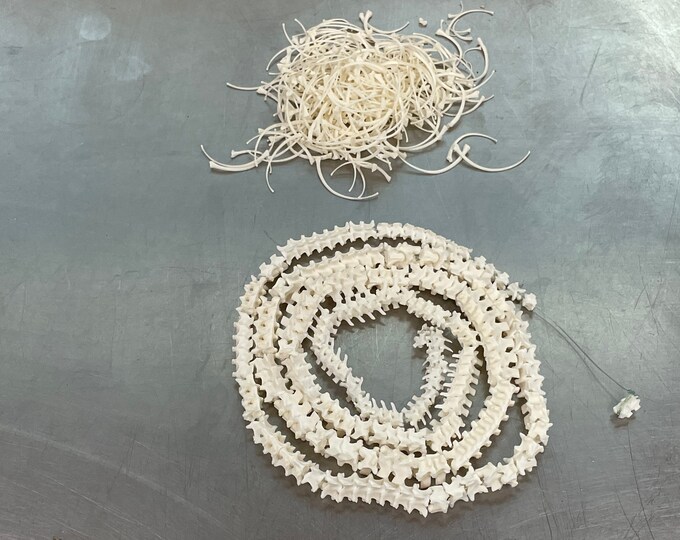 Snake Vertebrae and Ribs 40” Ball Python - Etsy