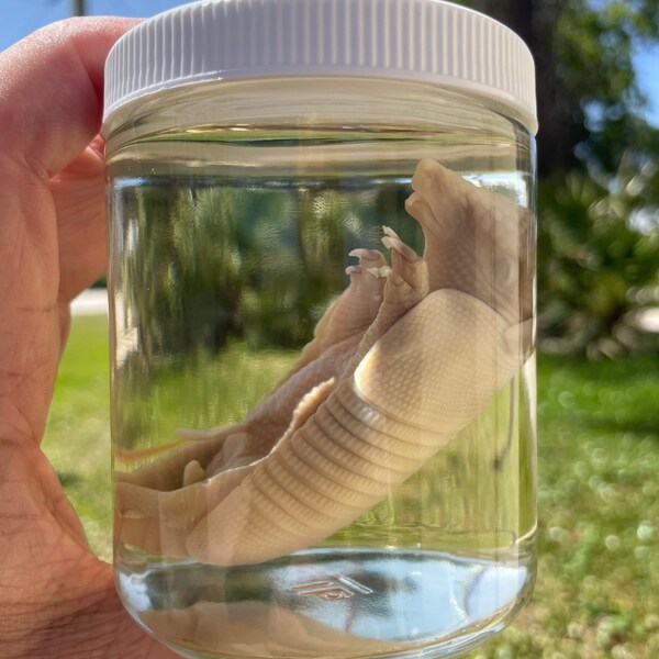 Armadillo wet specimen