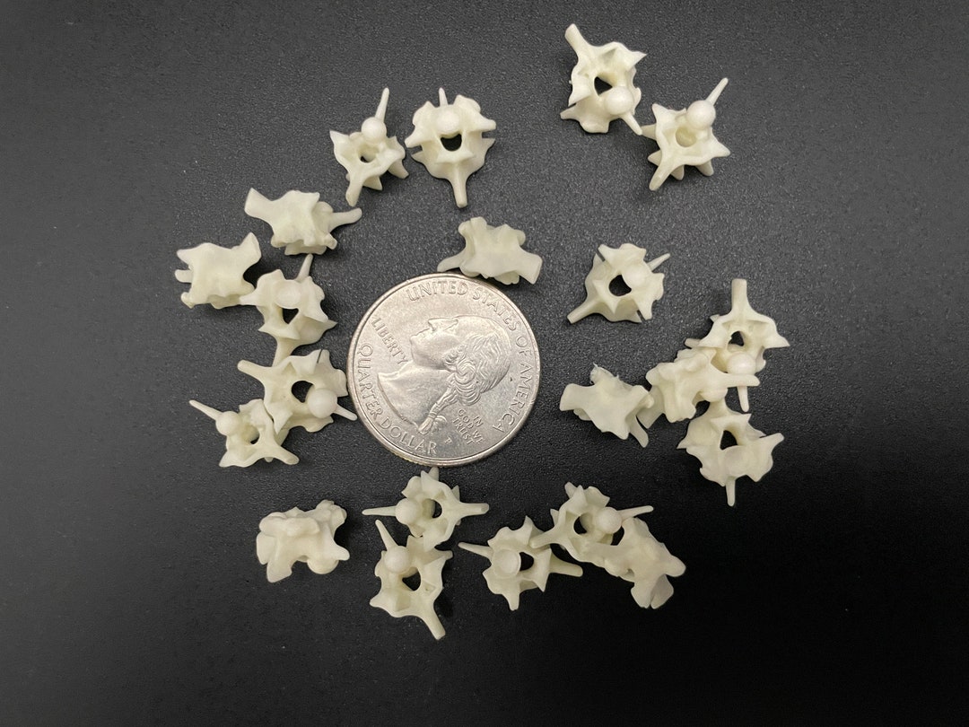 Snake Vertebrae X20 Ball Python - Etsy