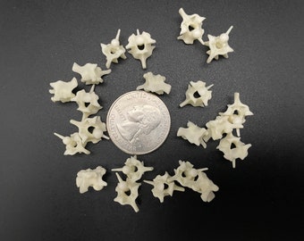 Snake Vertebrae X20 Boa Constrictor - Etsy