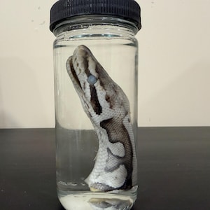 May include: A clear glass jar with a black screw-top lid containing a preserved snake head and neck submerged in liquid. The snake specimen features a light gray and white scale pattern with dark brown markings and a cloudy, pale blue eye.