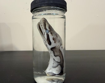 Ball Python Head Wet Specimen