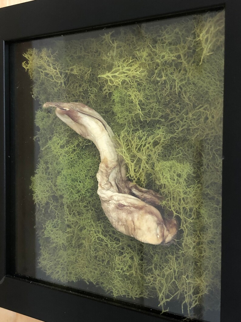 Alligator phallus display