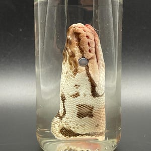 Ball Python Head Wet Specimen