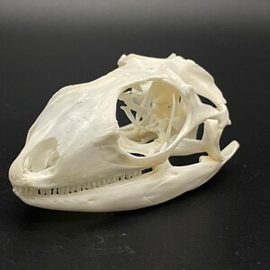 Green iguana skull 2 1/2"
