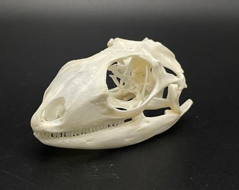Green iguana skull 2 1/2"