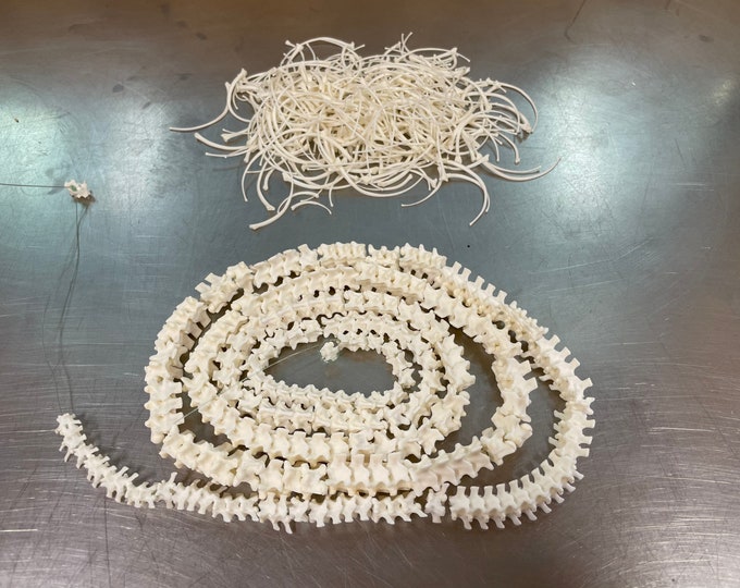 Snake Vertebrae and Ribs 50 Ball Python - Etsy
